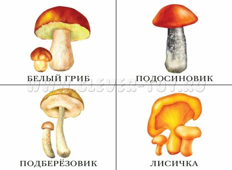 Карточки грибы съедобные и несъедобные