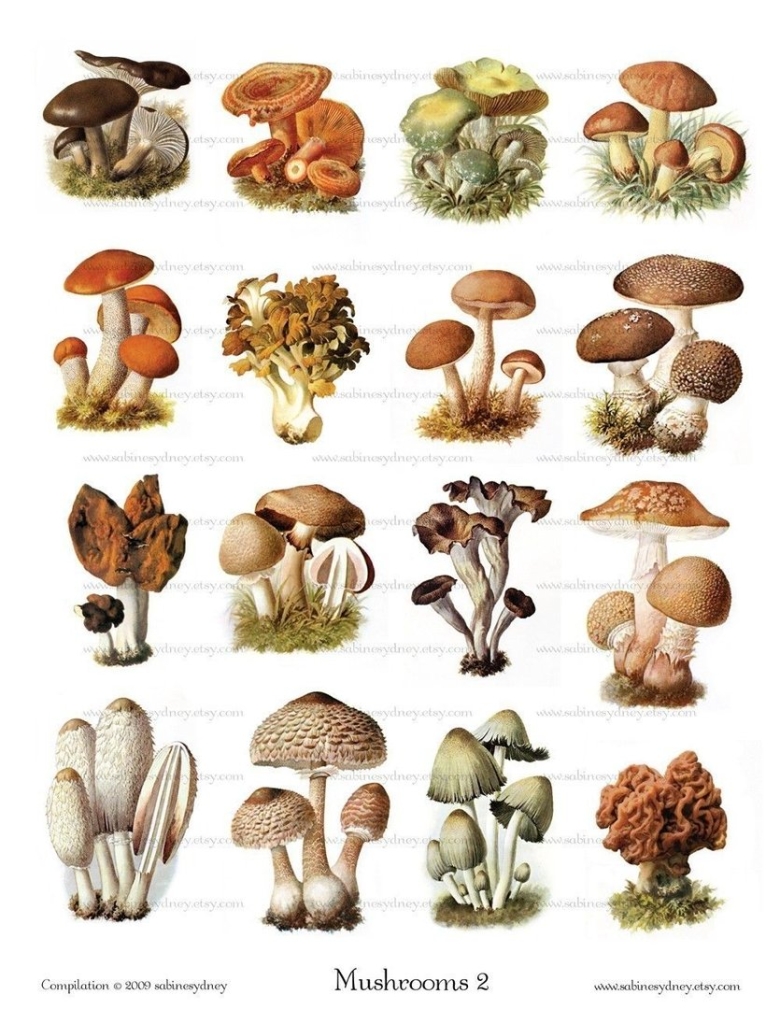 Много разных грибов