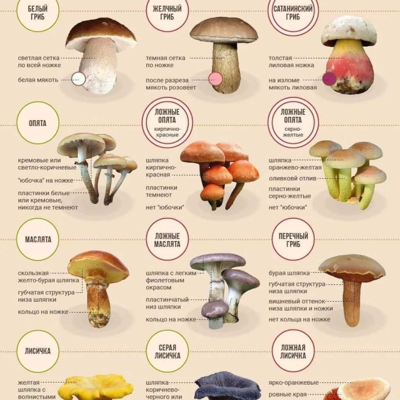 Белый гриб съедобные грибы двойники и несъедобные