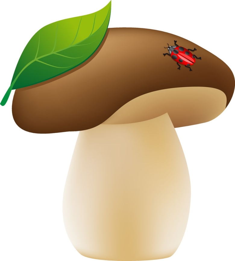 Гриб боровик на белом фоне