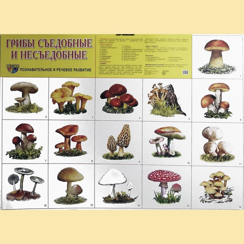 Плакат грибы съедобные и несъедобные