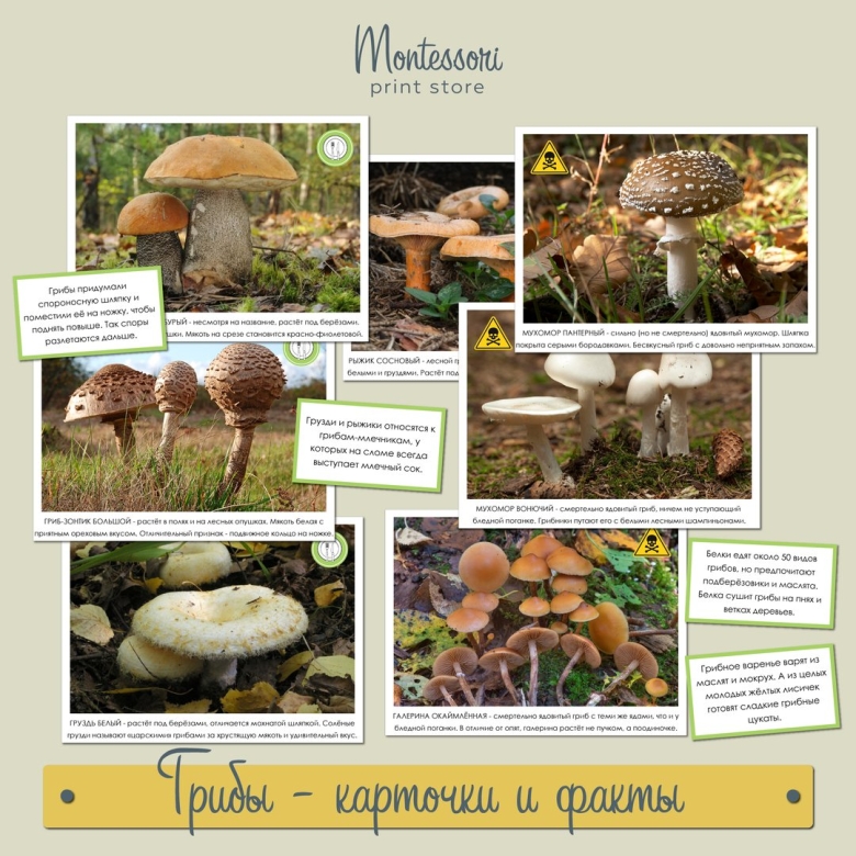 Строение гриба опята