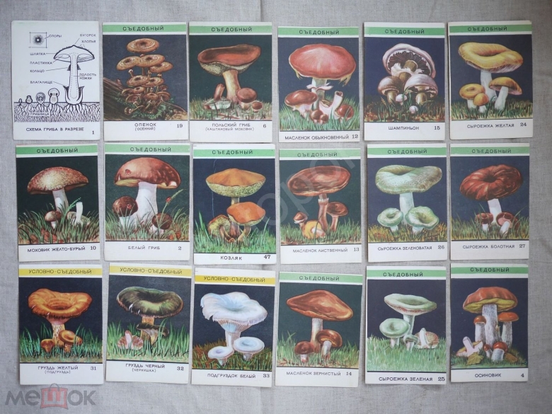 Съедобные и несъедобные грибы таблица
