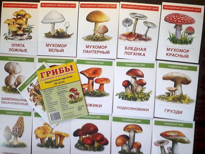 Карточки для игры съедобные грибы и несъедобные
