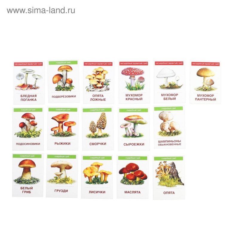 Карточки грибов на английском языке