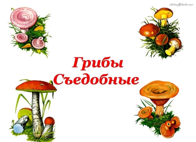 Грибы картинки