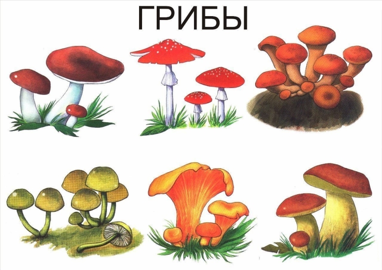 Грибы карточки для детей