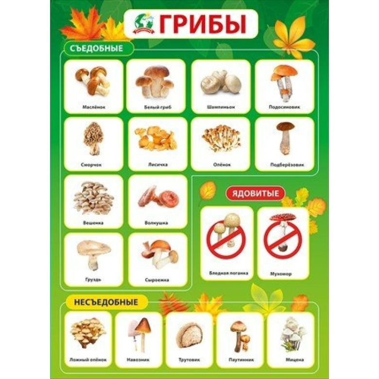 Грибы съедобные и несъедобные