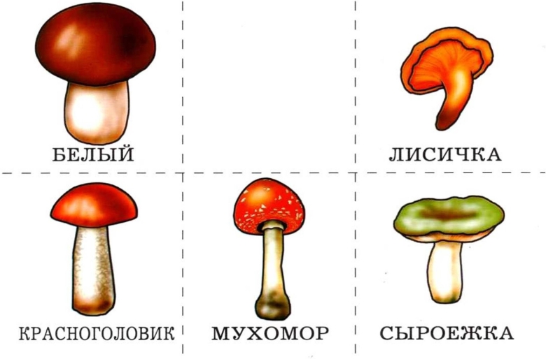Грибы съедобные и несъедобные задания для дошкольников