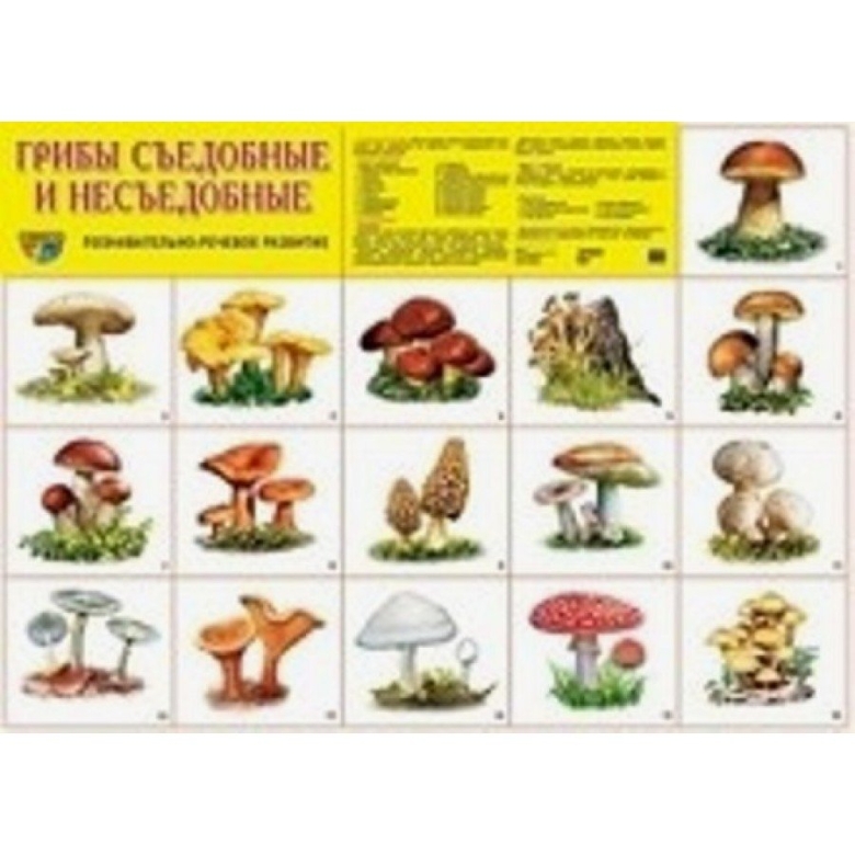 Плакат грибы съедобные и несъедобные
