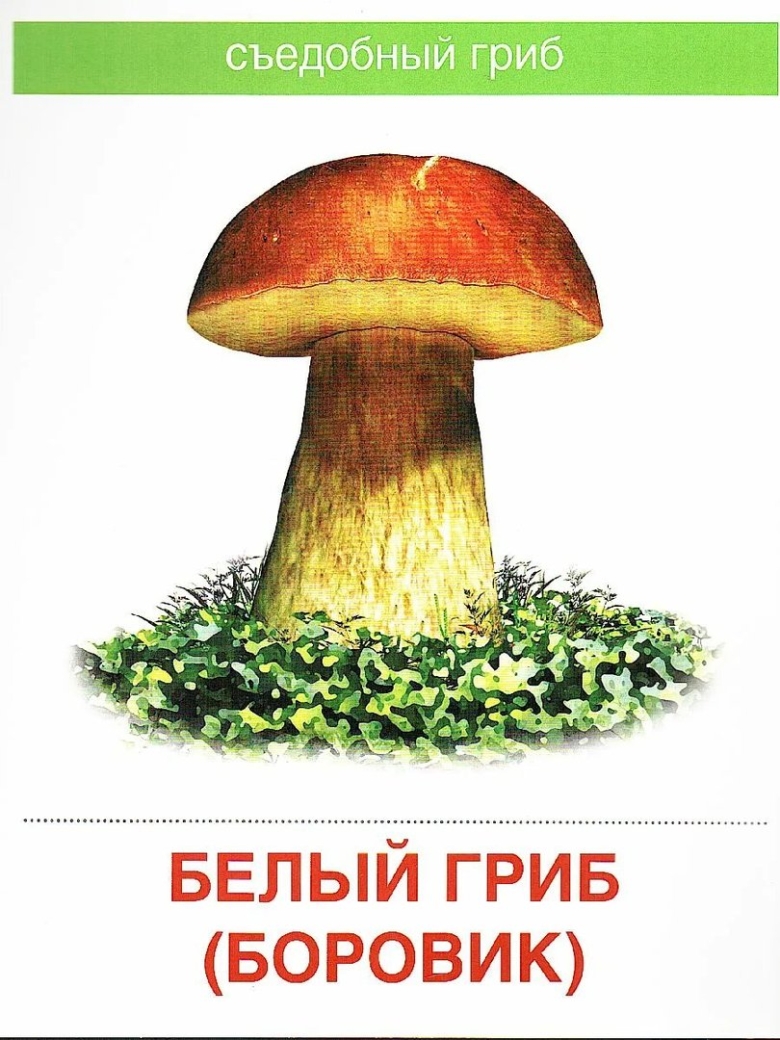 Гриб подберезовик и подосиновик белый