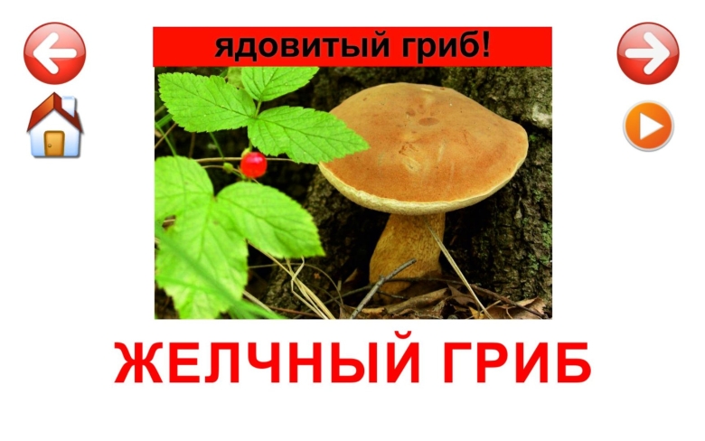 Карточки несъедобные грибов