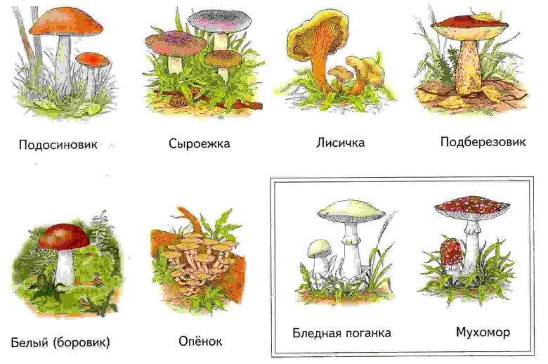 Теремкова грибы задания для дошкольников
