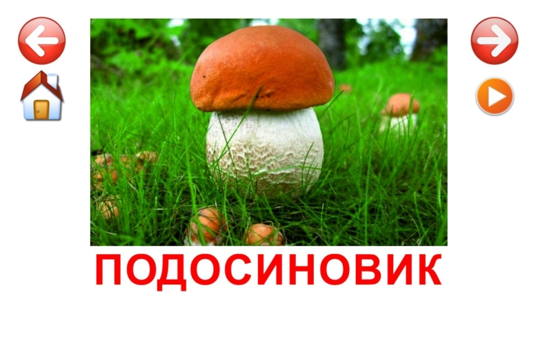 Карточки домана грибы