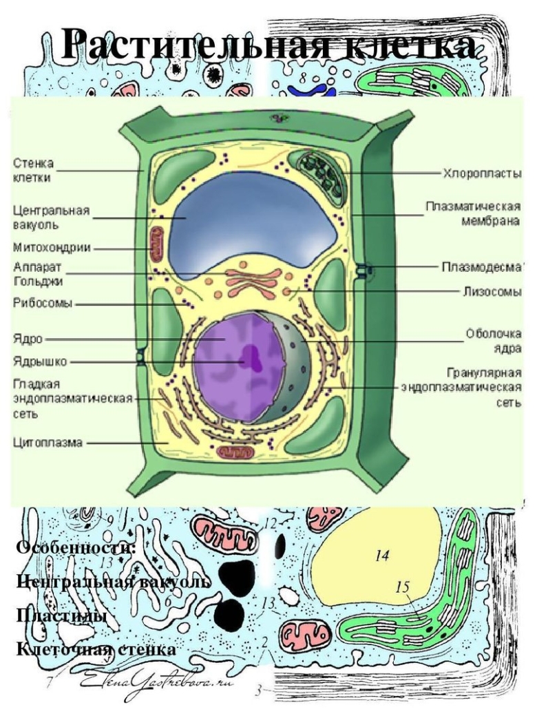 Растительная клетка рисунок