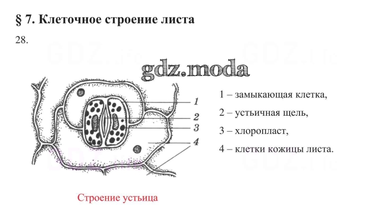 Строение кожицы листа рисунок