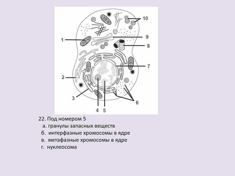 Растительная клетка в световом микроскопе
