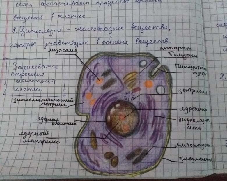 Животная клетка рисунок