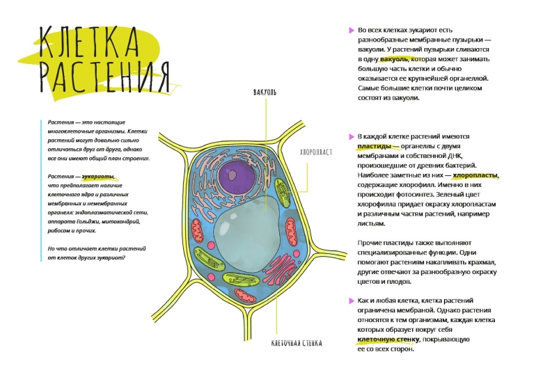 Растительная клетка примеры организмов