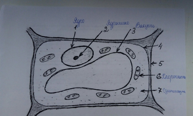 Зарисовать строение растительной клетки