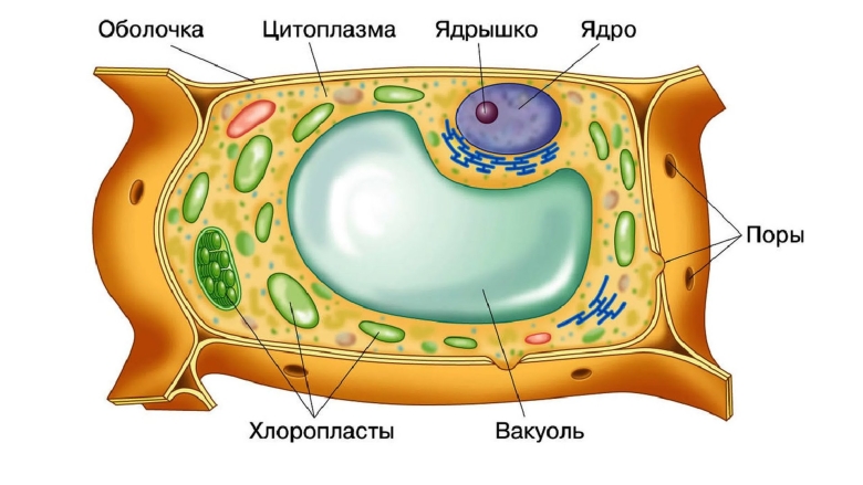 Вакуоль ядро цитоплазма мембрана