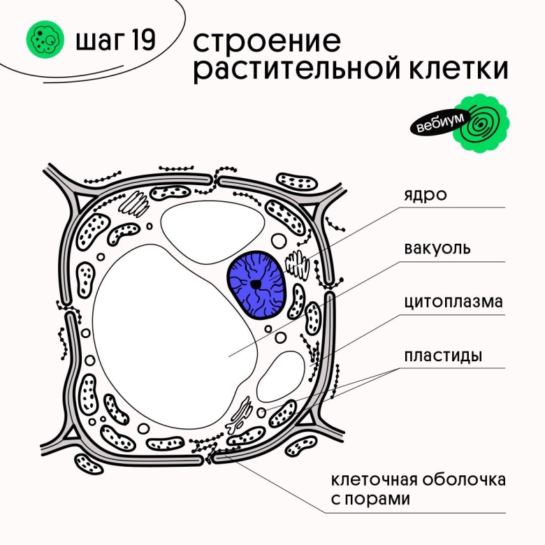 Структура элементарной мембраны растительной клетки