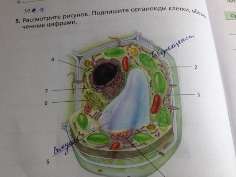 Строение органоидов растительной клетки