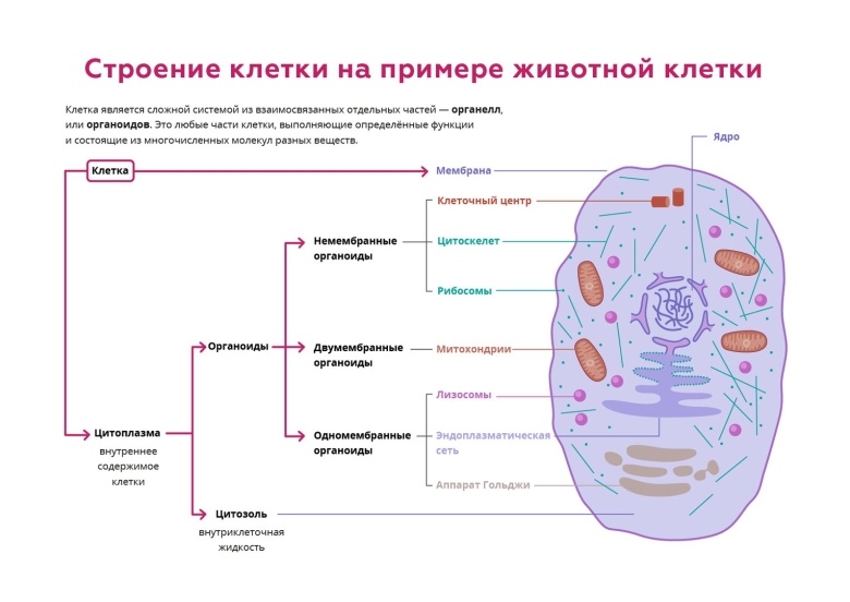 Evolucia stroeniya kletki
