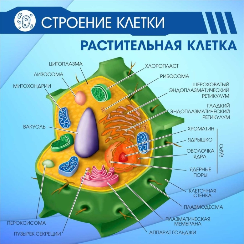Строительная клетка растений