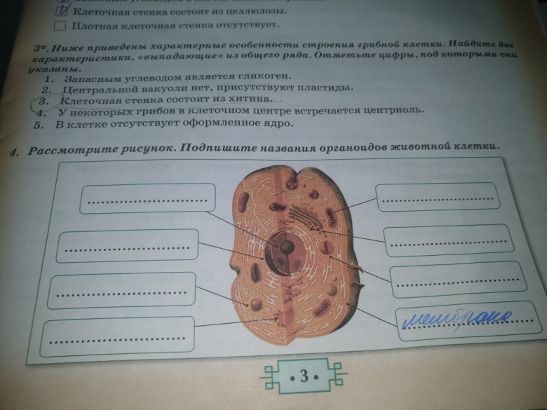 Подпишите названия органоидов