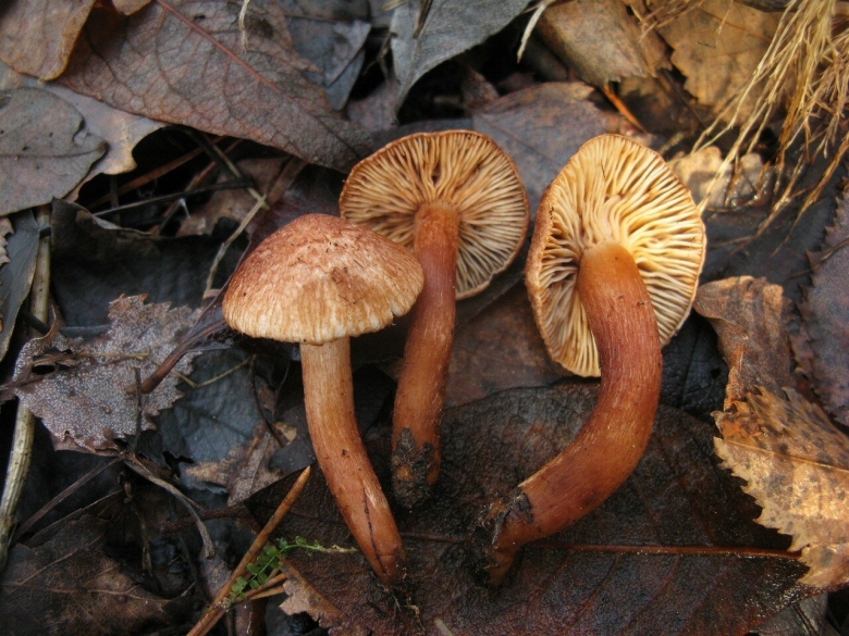 Tricholoma Vaccinum