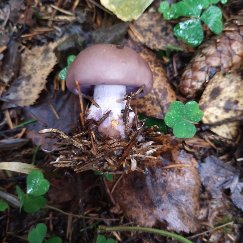 Гриб рядовка фиолетовая