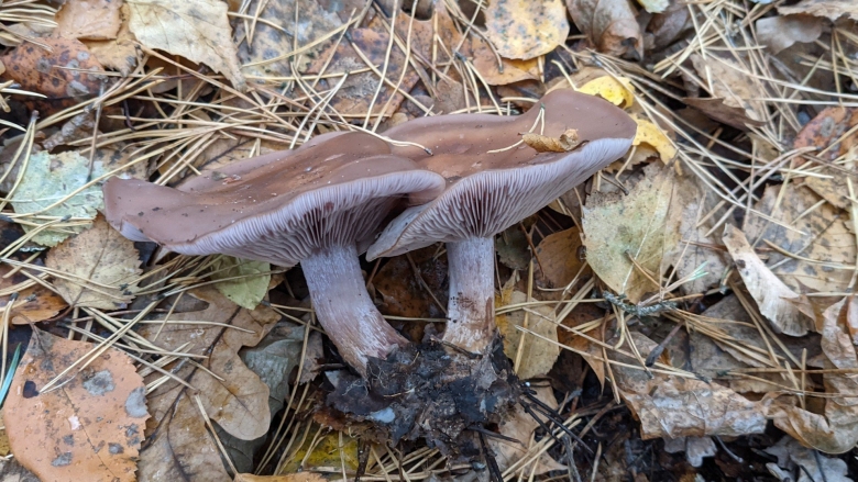 Рядовка фиолетовая съедобные грибы