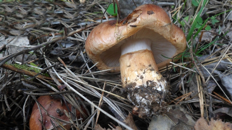 Рядовка надломленная Tricholoma batschii