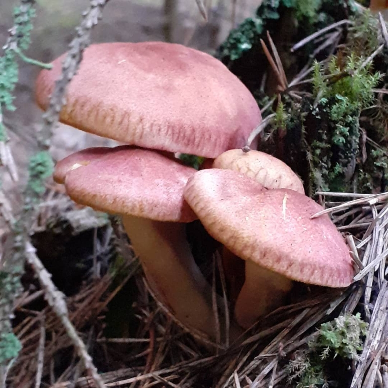 Гриб рядовка желто красная