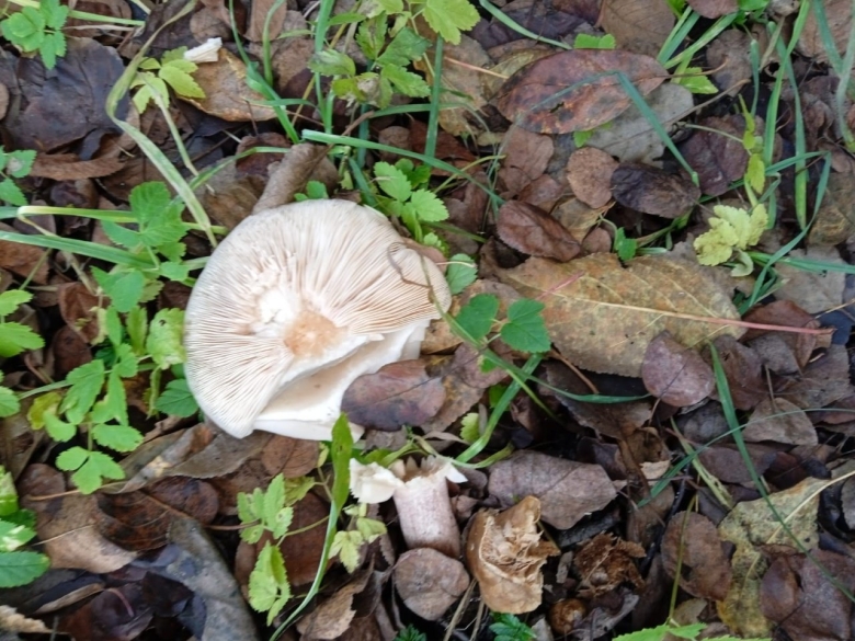 Гриб рядовка