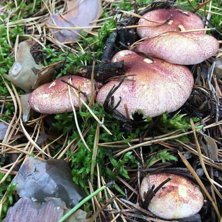 Рядовки осенние съедобные