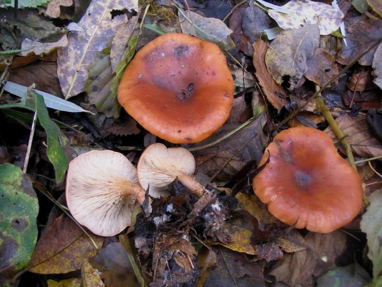 Гриб пластинчатый Lepista