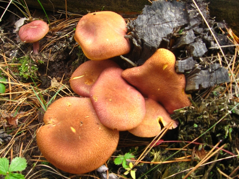 Гриб рядовка желто красная