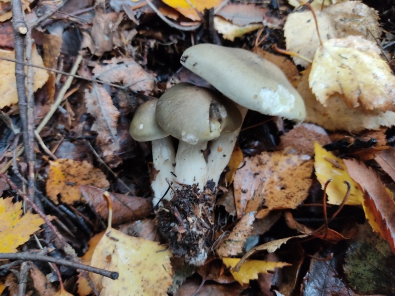 Грибы рядовка мыльная