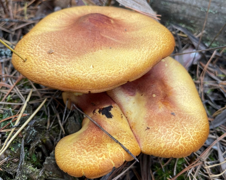 Масленок рыжий неокольцованный