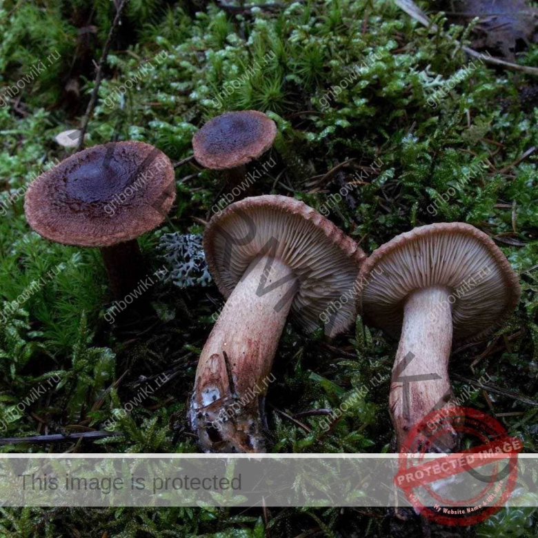 Млечник Ольховый гриб