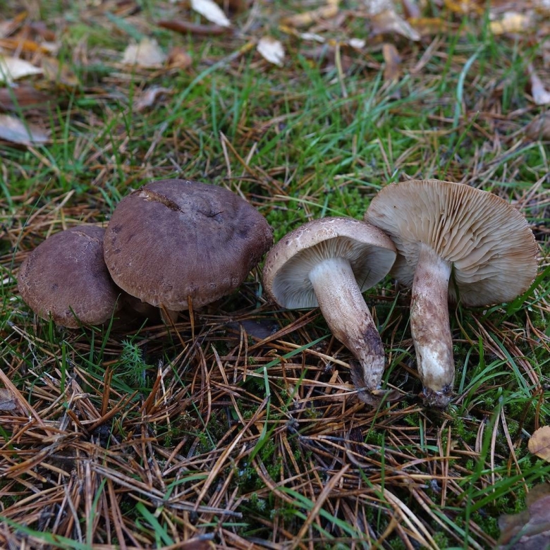 Белосвинуха рядовковидная