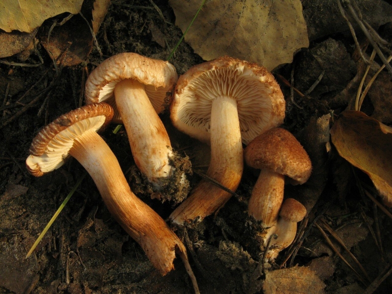 Рядовка бородатая Tricholoma Vaccinum