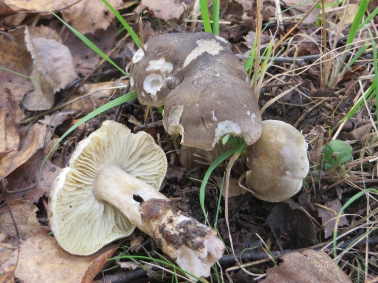 Гриб рядовка мыльная фото