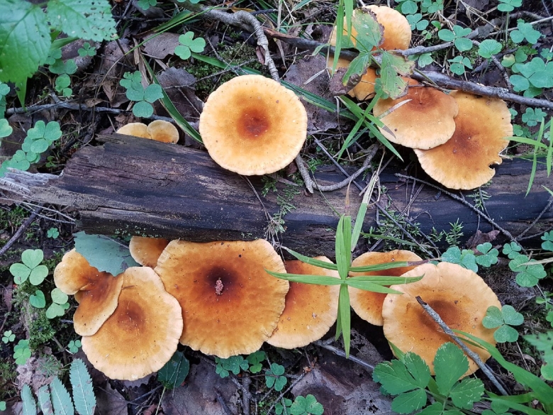 Говорушка оранжевая ложная Лисичка