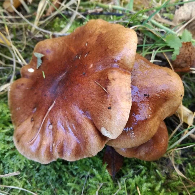 Грибы рядовки коричневые съедобные