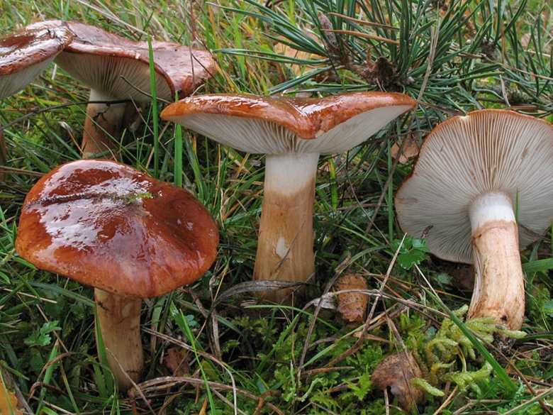 Tricholoma fracticum