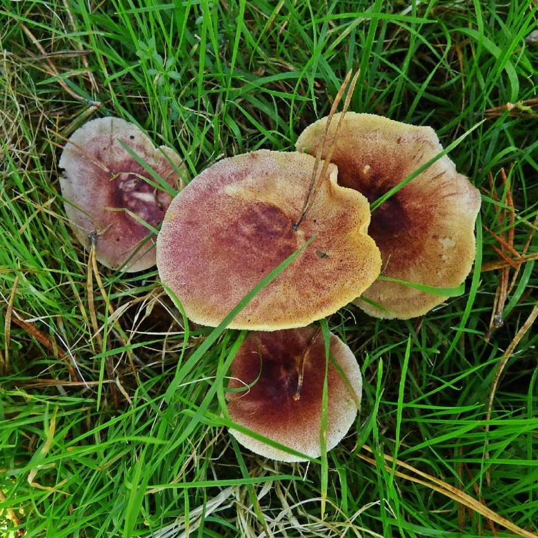 Подотавники грибы Рязанская область