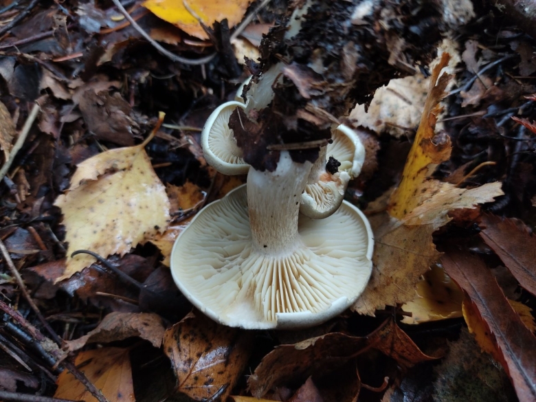 Рядовка мыльная